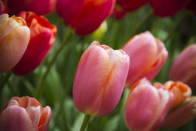 Schöne Blumen verschenken zum Frauentag am 8. März? In Russland  einfach Pflicht!